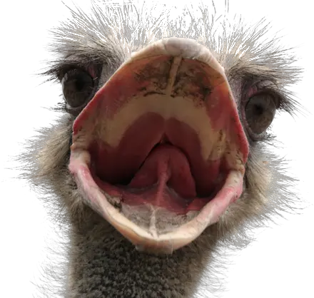 Ostrich Stock Photography Png Animals Transparent Background