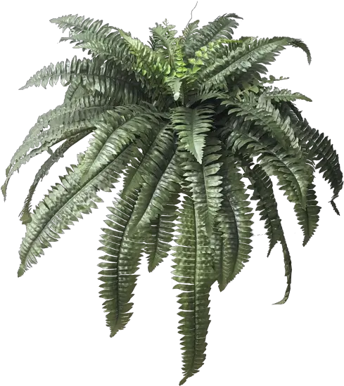 Fern Bush Png 8 Image Transparent Background Png Boston Fern Plant Transparent Fern Png