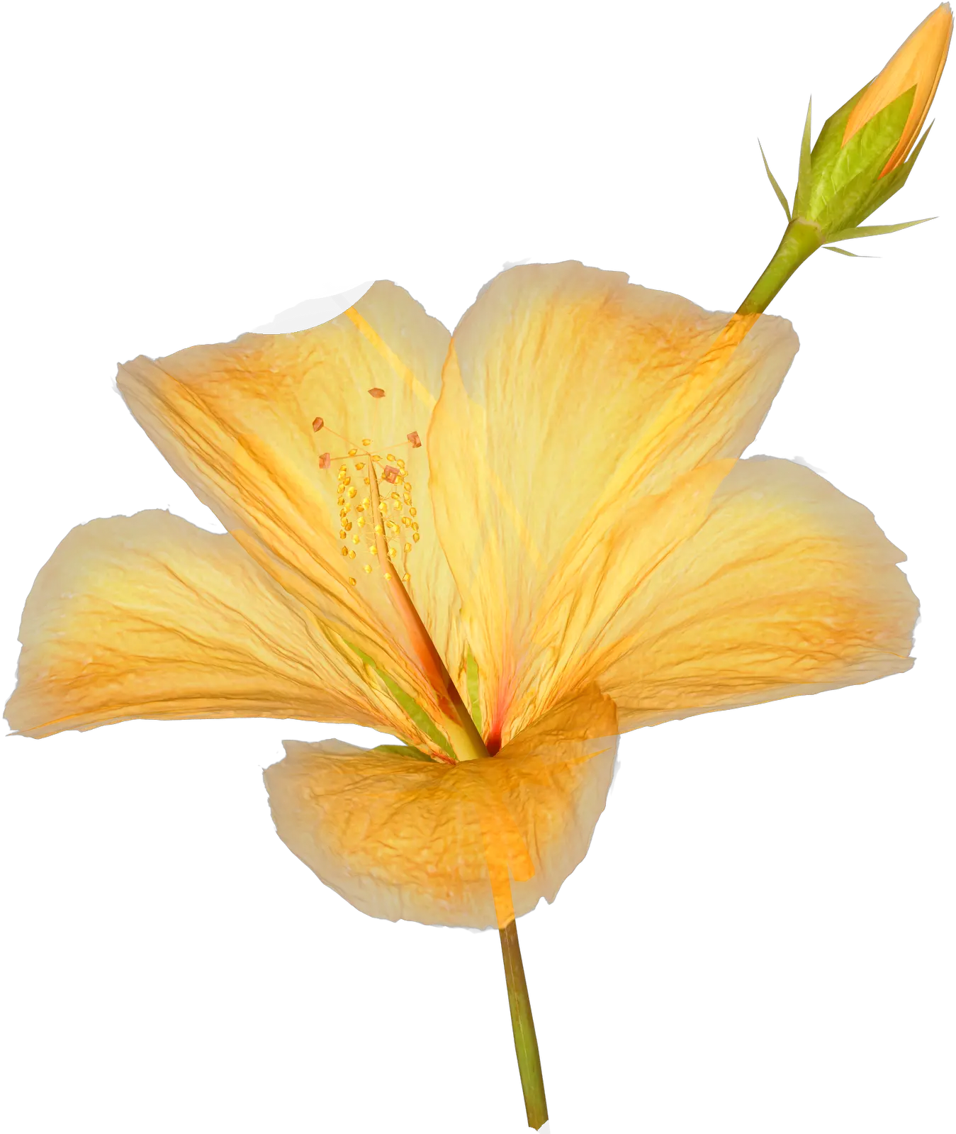 Hibiscus Flower Png