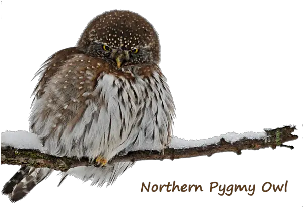 Northern Pygmy Owl 2 Tapestry Transparent Pygmy Owl Png Owl Transparent