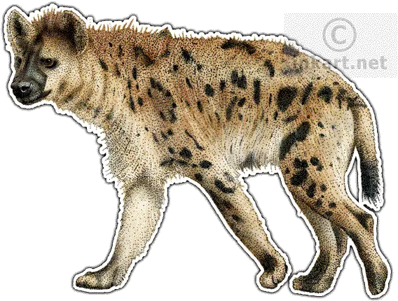 Spotted Hyena Decal Hyena Drawing Color Png Hyena Png