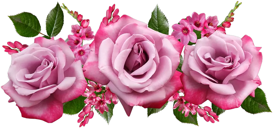 Flowers Fragrant Roses Mensagem De Bom Dia Gif Png Rosas Png
