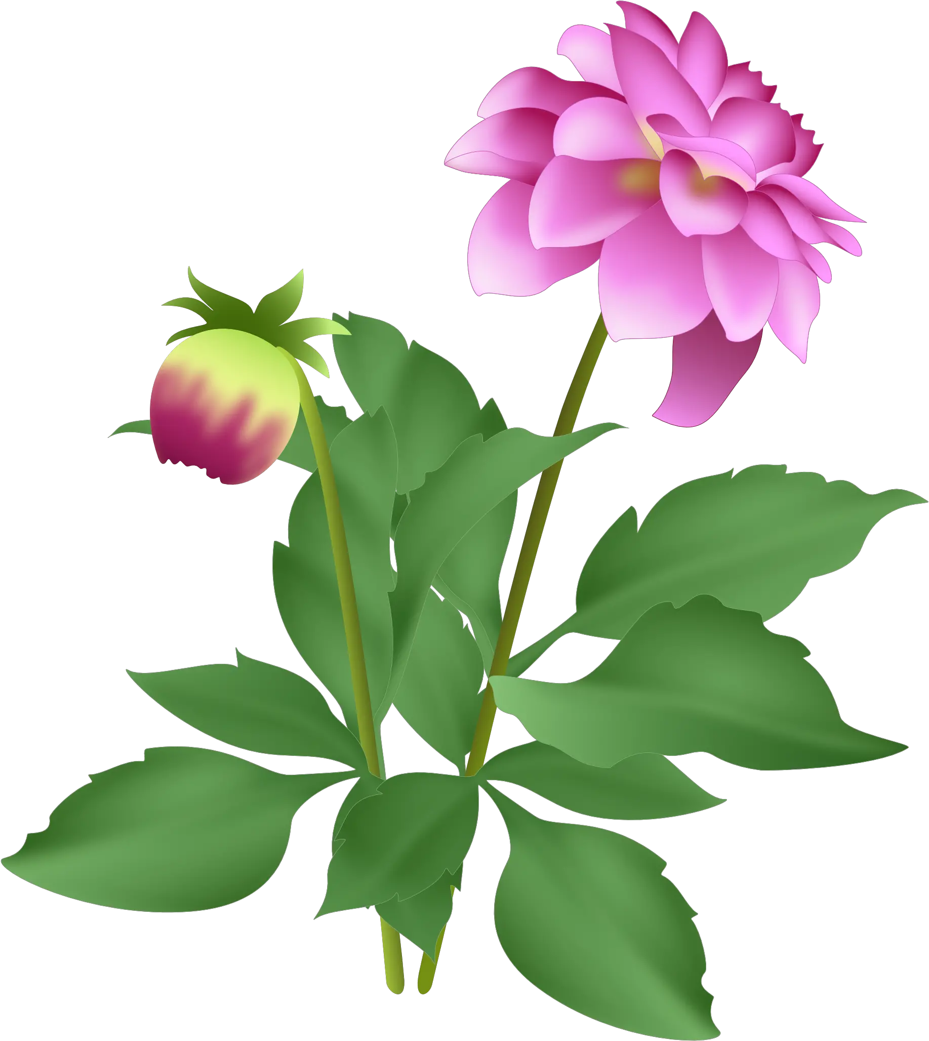 Dahlia Clipart September Flower Flower Png Download Clipart Of Dahlia Plant September Png