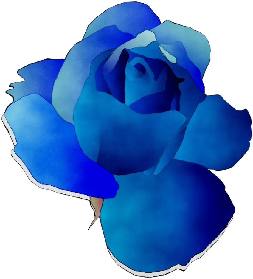 Blue Rose Garden Roses Cut Flowers Png Download 1034 Garden Roses Garden Flowers Png