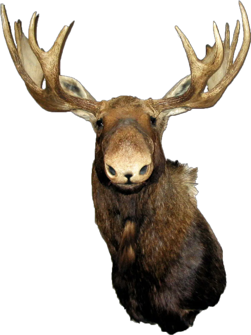 Download G 2d Tntcrate Tnt Moose Transparent Background Moose Head Png Moose Png