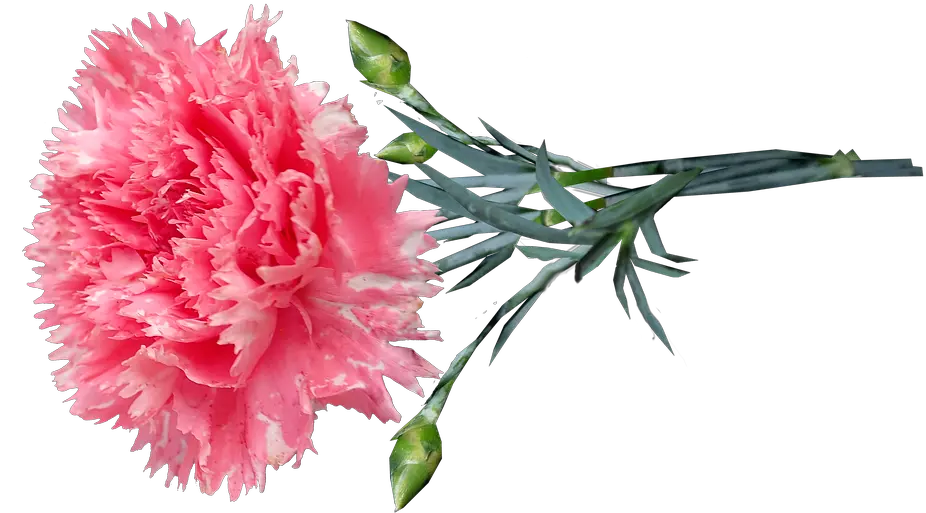 Flower Pink Carnation Pink Carnation Png Carnation Png