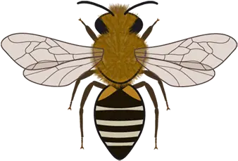 Bee Icons Cc Bync Bartomeus Lab Parasitism Png Bumblebee Icon