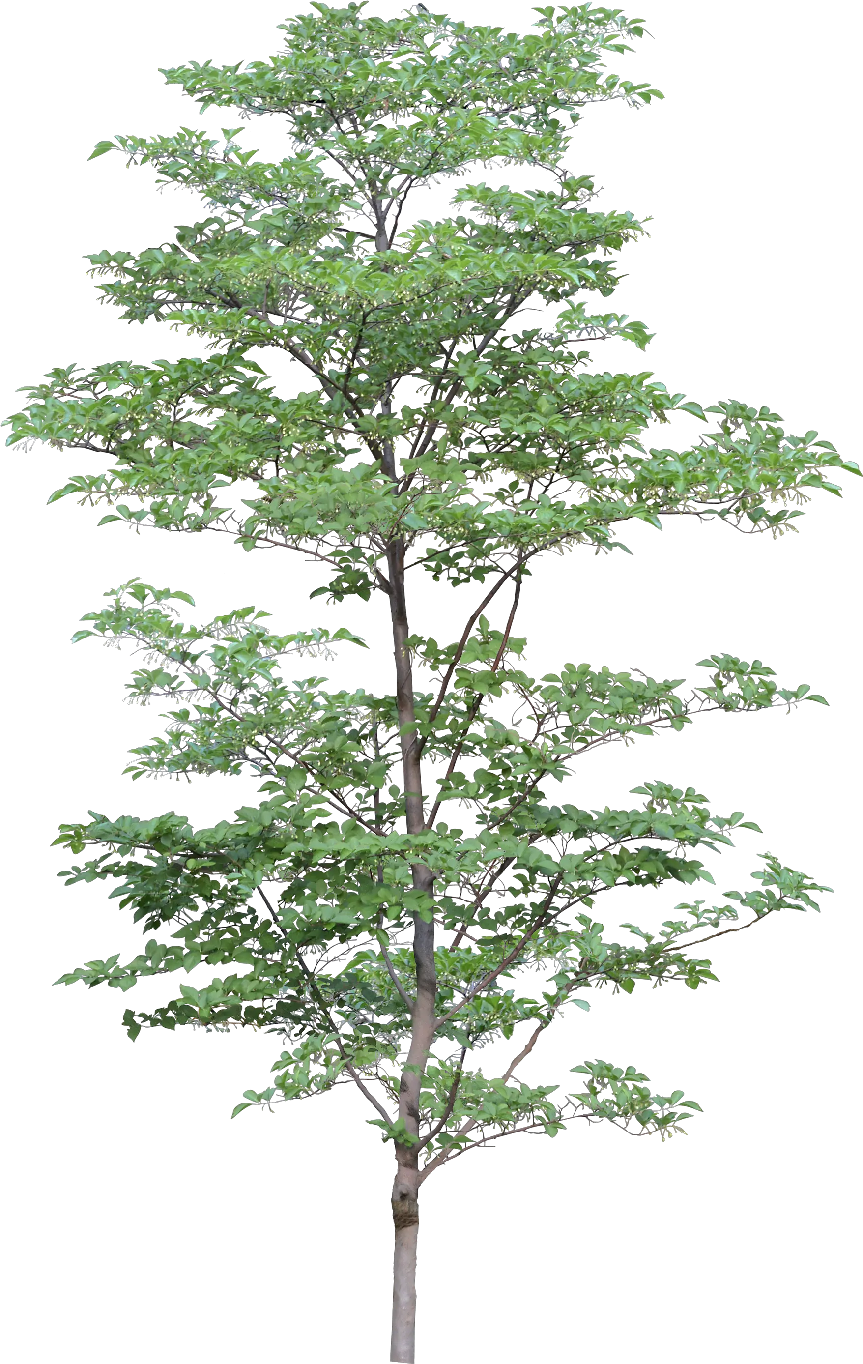 Tree Png Image Transparent Background Png Format Trees Png Trees Background Png