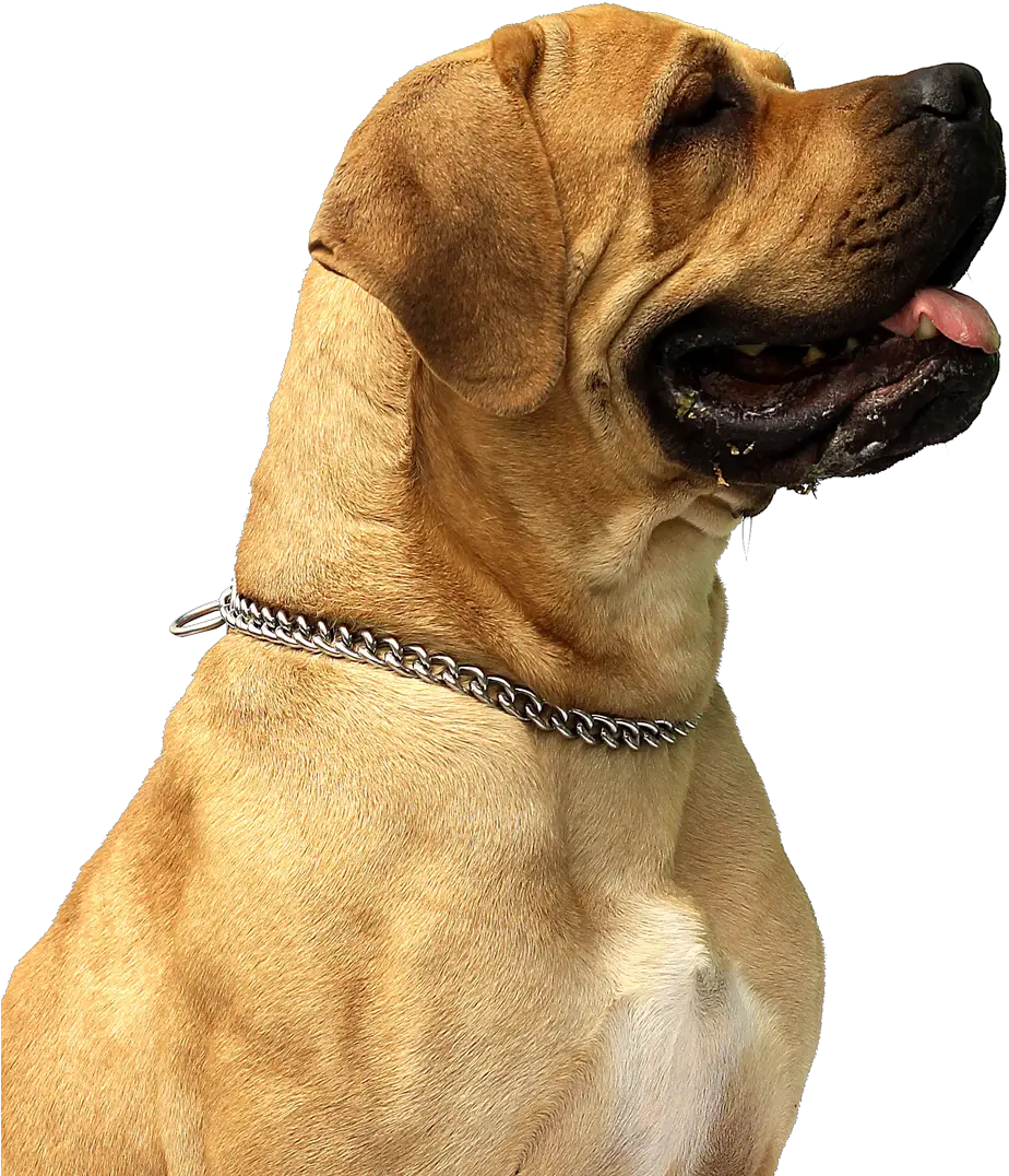 Png Dog Transparent Clipart Free Ultrasonic Flea Tick Repeller Dogs Png