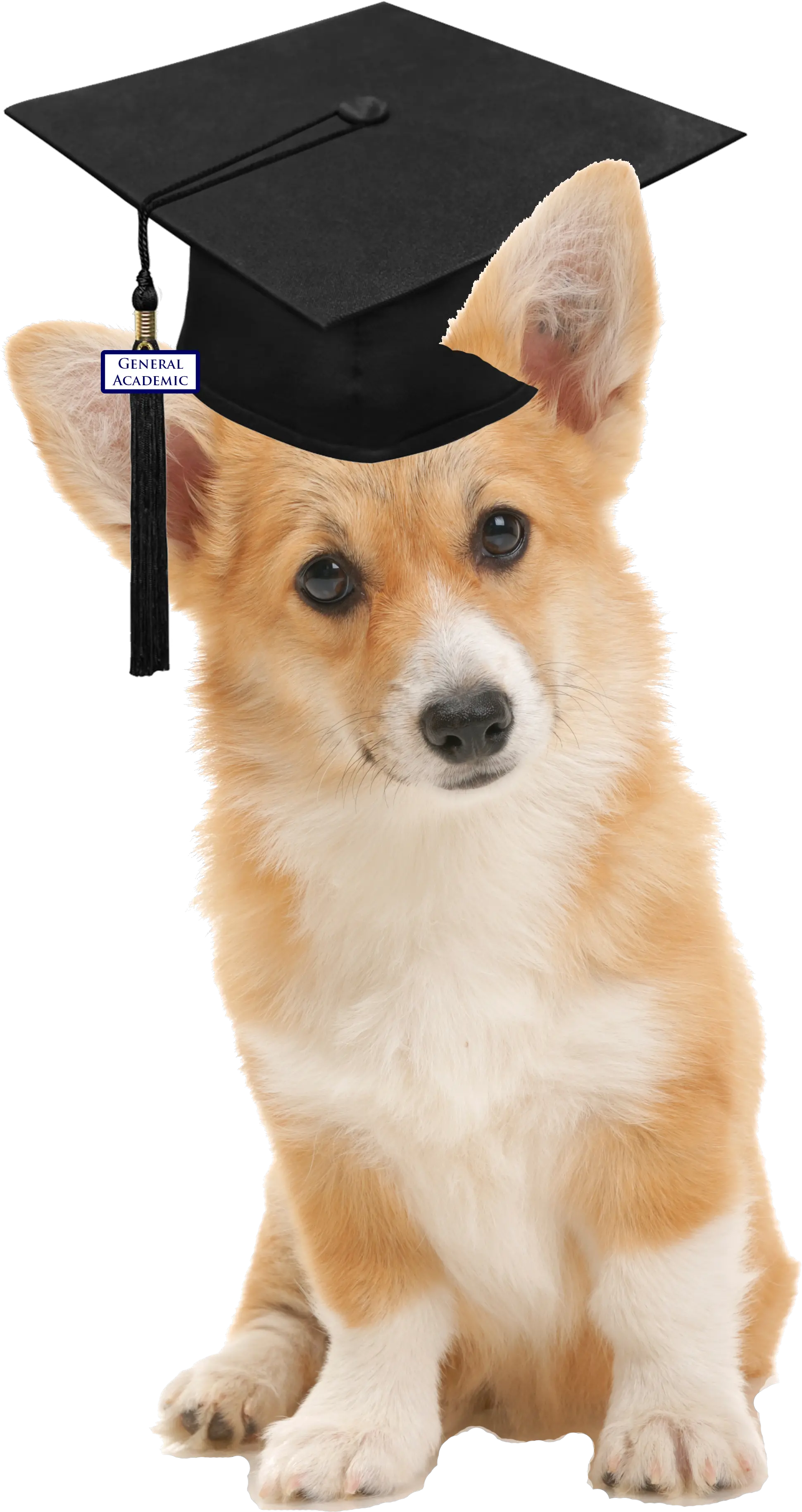 Corgi Graduationcapleft Houston School Survey For Graduation Png Corgi Transparent