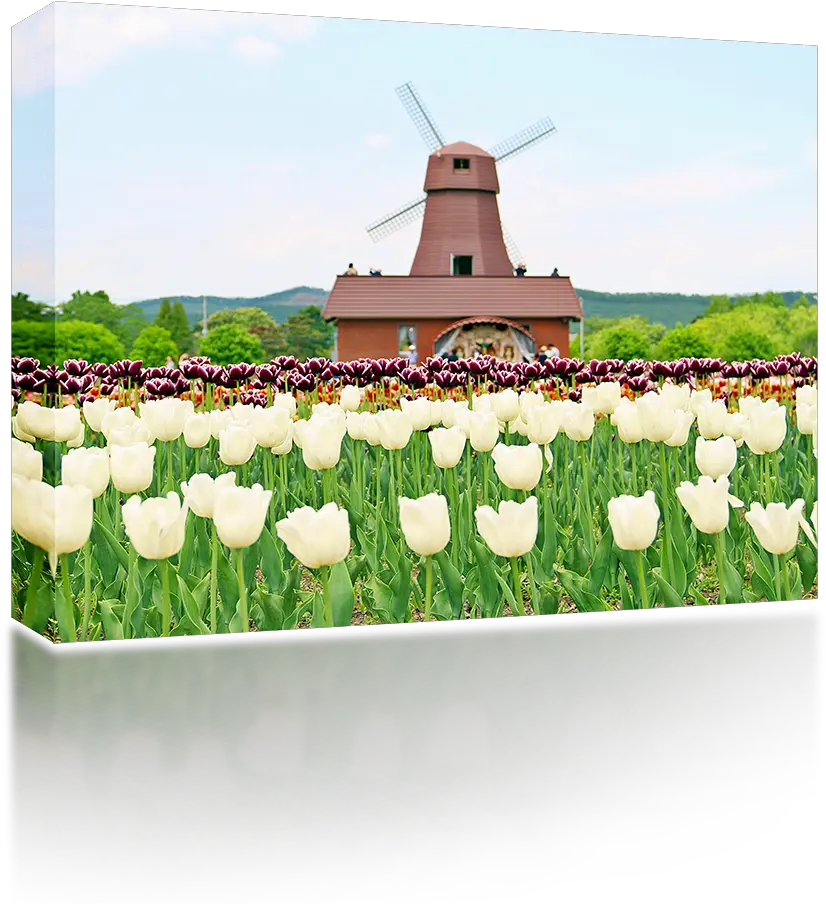 Download Windmill Png Image With No Background Pngkeycom Grassland Windmill Png