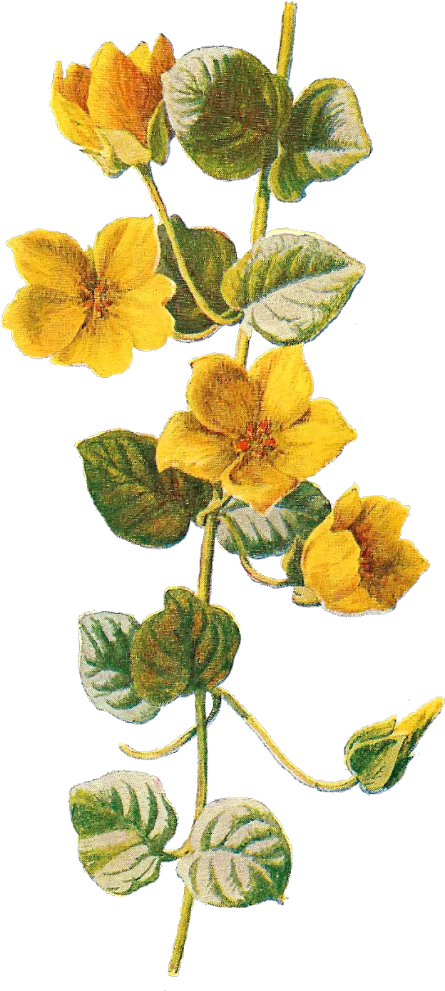 Botanical Print Free Png Wildflower