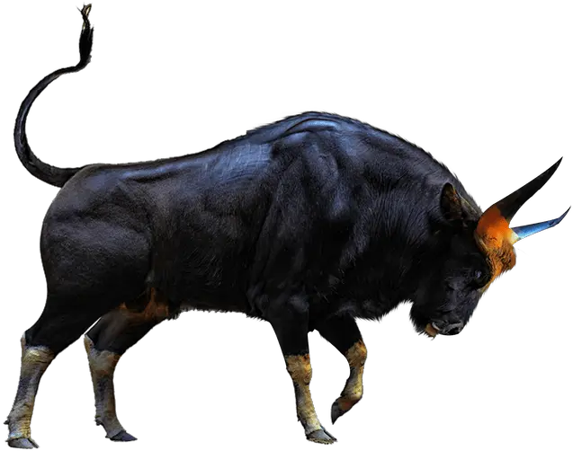 Bull Png Sr Editing Zone Png Bull Png