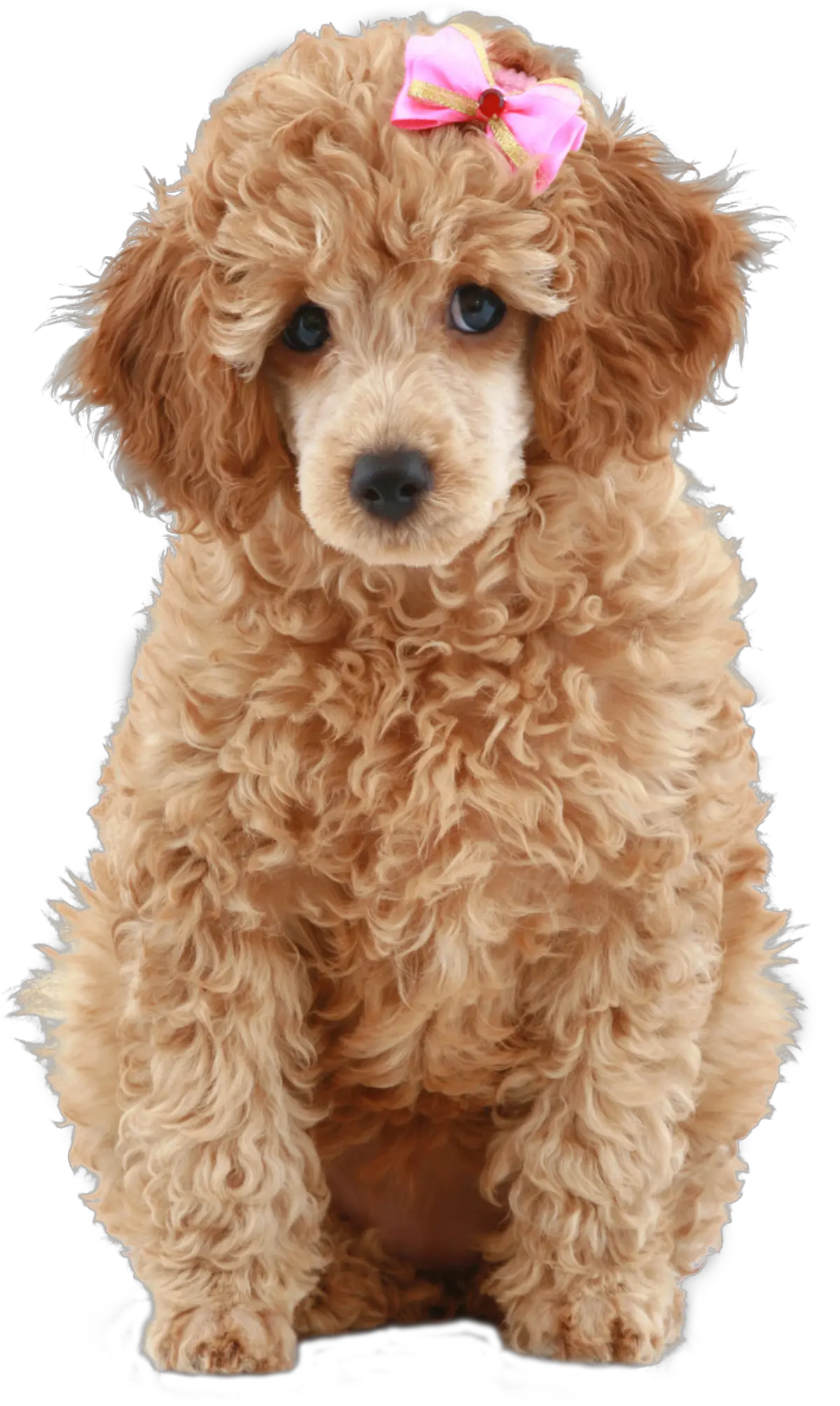 Poodle Png Com Fundo Transparente Miniature Poodle Mix Cockapoo Poodle Png