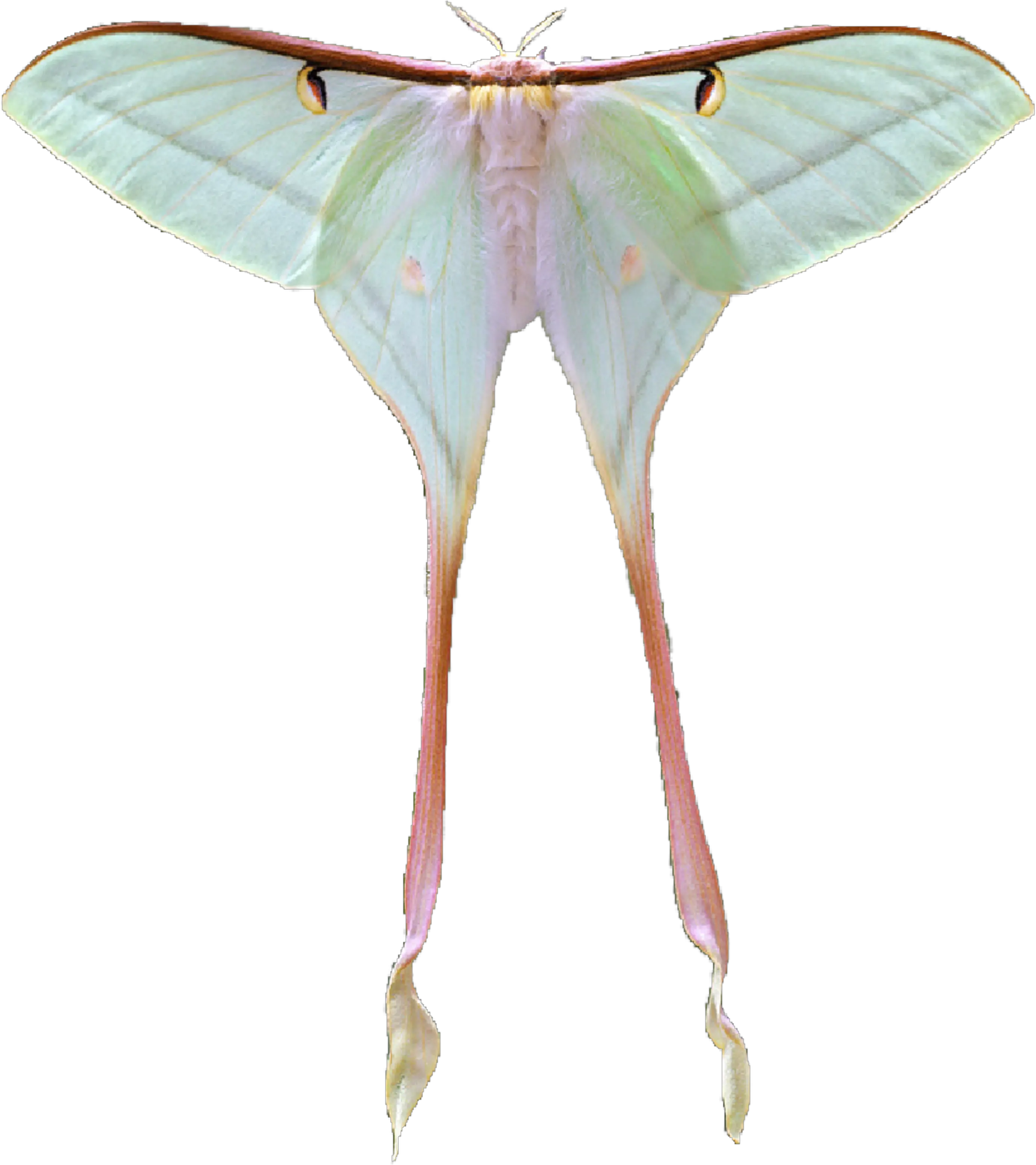 Lunamoth Moth Sticker Moon Moth Transparent Png Moth Transparent Background