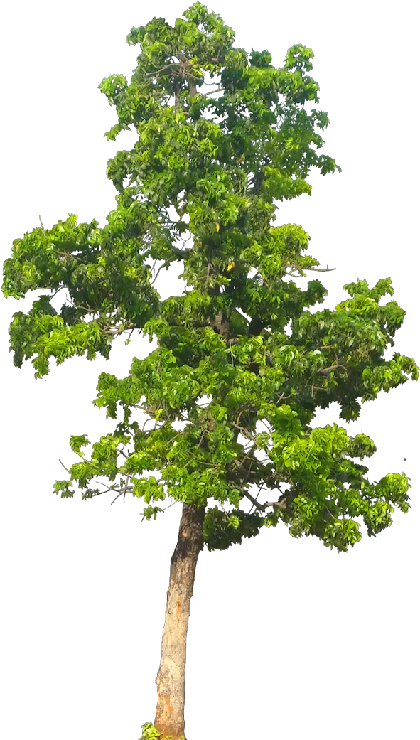 Png Transparent Background 4 Image Trees