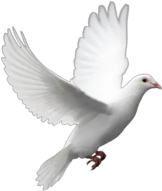 Dove Png Transparent Background Freeiconspng Single Png Birds Flying White Dove Icon