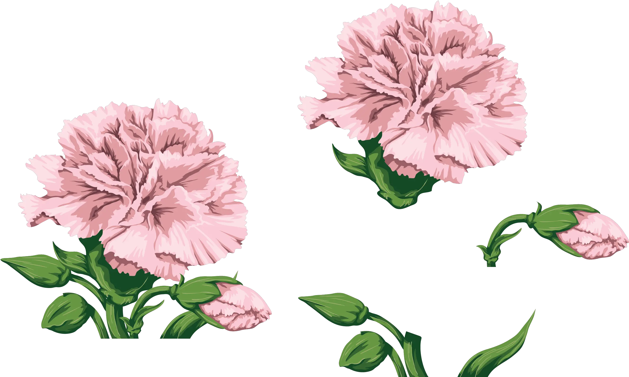 Transparent Pink Carnation Clip Art Png Transparent Carnation Clipart Carnation Png