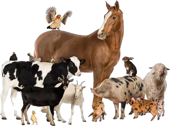 Domestic Animals Group Of Different Animals Png Animal Png