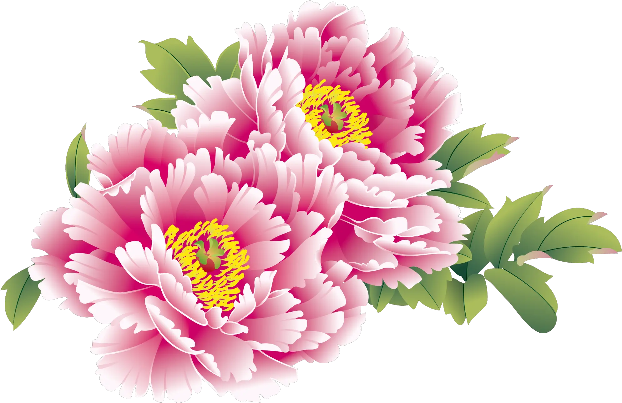 Download Moutan Flower Peony Chinese National Creative China Chinese New Year Flower Png China Png