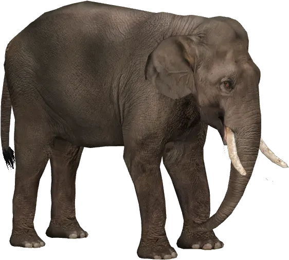 Sumatran Elephant Png Free Sumatran Elephant Transparent Background Elephant Transparent