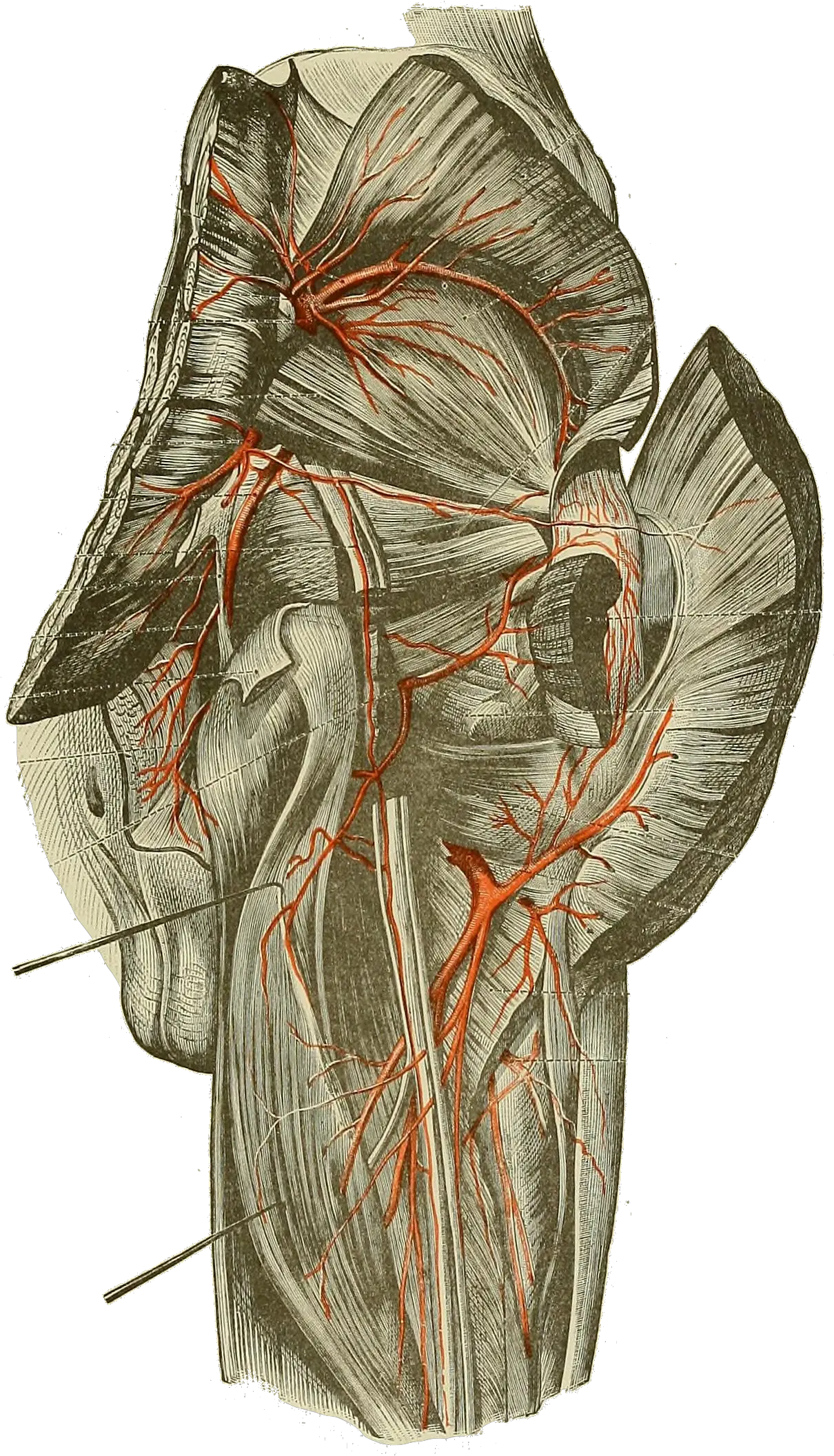 Filetoldt 086png Wikimedia Commons Illustration Vein Png