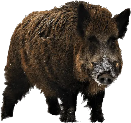 Wild Boar Transparent Wild Boar Png Hog Png