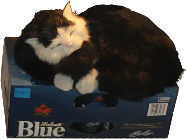 Filecat Guarding The Beer Fridge Alphapng Wikimedia Commons Soft Fridge Png