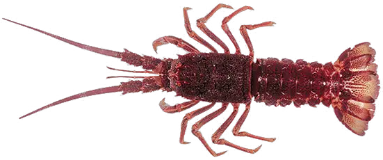 Crayfish Alchetron The Free Social Encyclopedia Similar To Lobster Png Crawfish Png