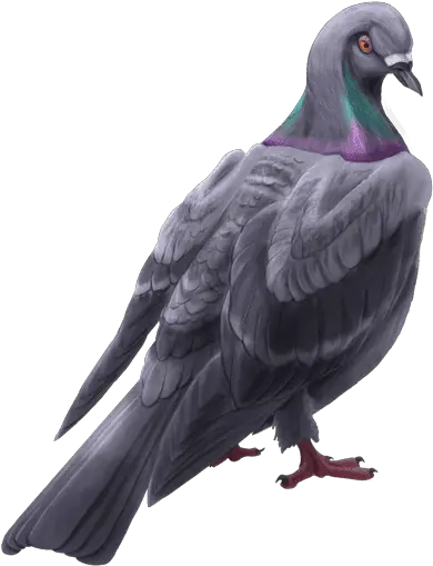 Surrender Domestic Pigeon Png Lol Harrowing Icon