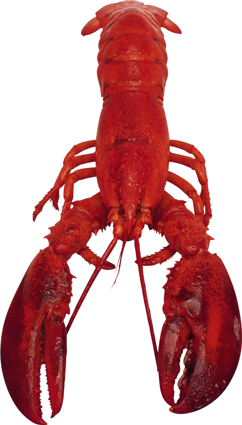 Fullscreen Page Png Lobster Png