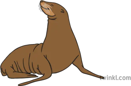 Sea Lion 2 Illustration California Sea Lion Png Sea Lion Png