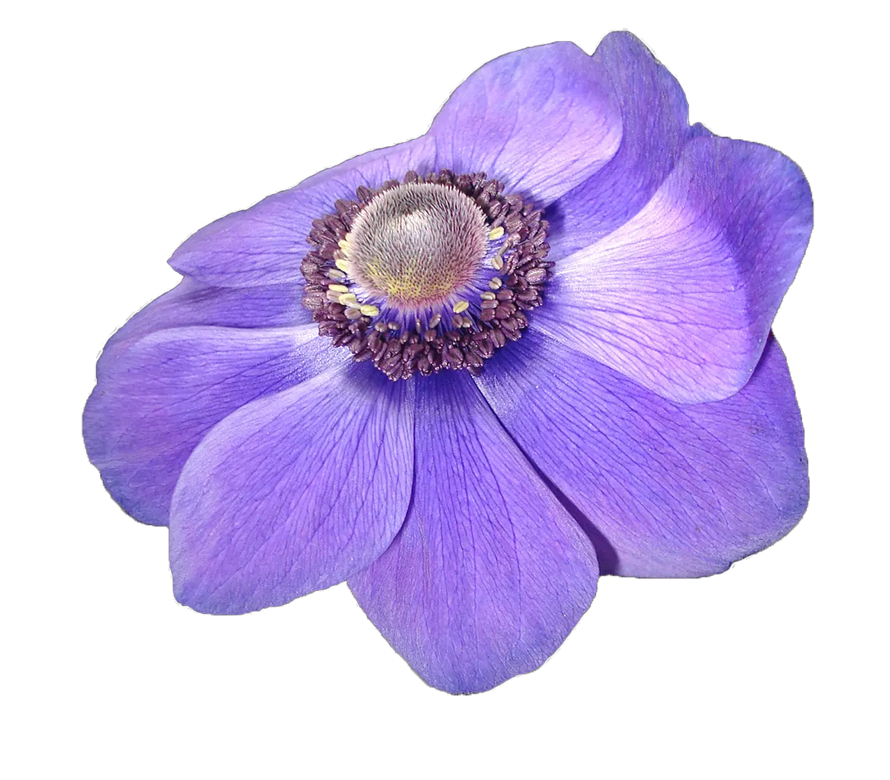 Anemone Flower Violet Free Photo On Pixabay Flor Violeta Png Nature Transparent Background