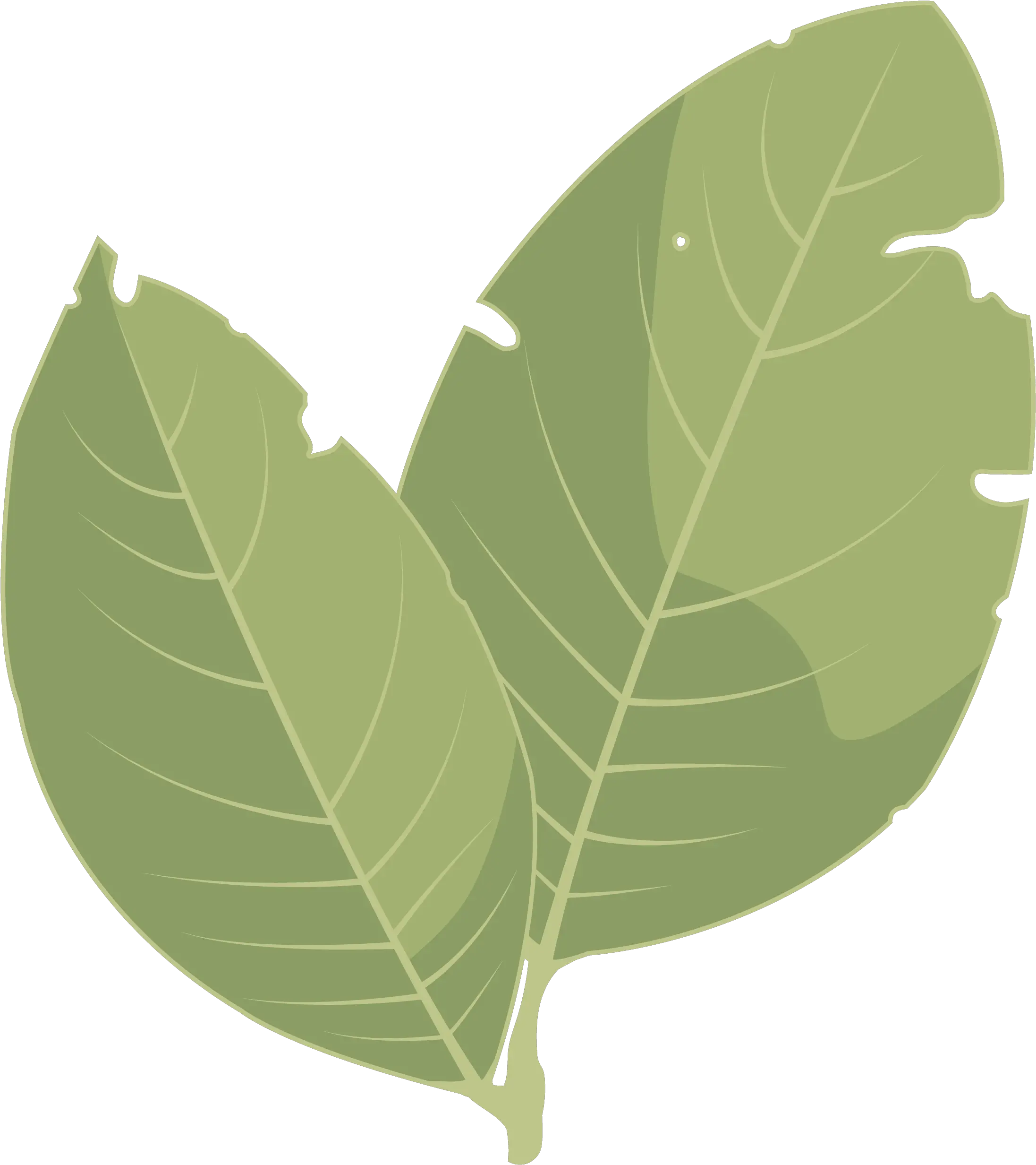 Download Hd Hojas De Laurel Png Hoja De Laurel Png Laurel Png