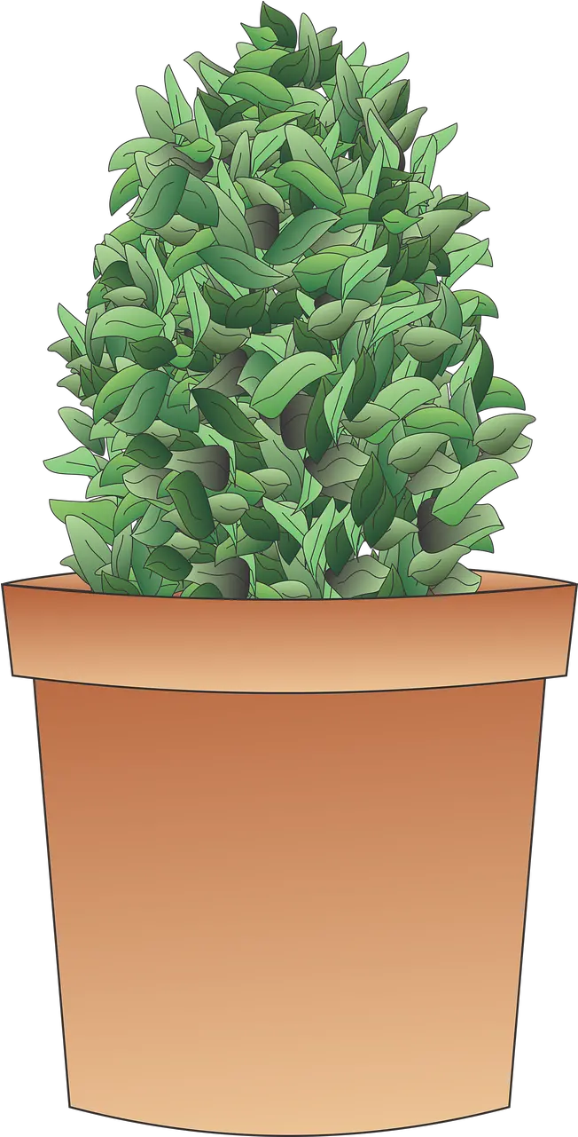 Shrub Plant Tree Vaso Com Arbusto Png Shrub Png