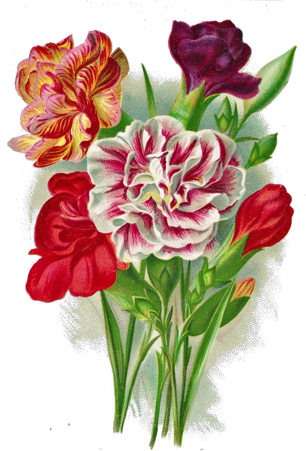 Png Images Free Transparent Carnation Free Clip Art Carnation Png