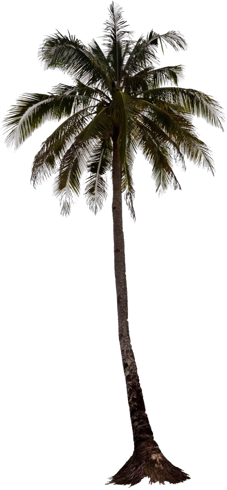 Black Palm Tree Transparent Background Png Play Palm Tree For Photoshop Trees Background Png