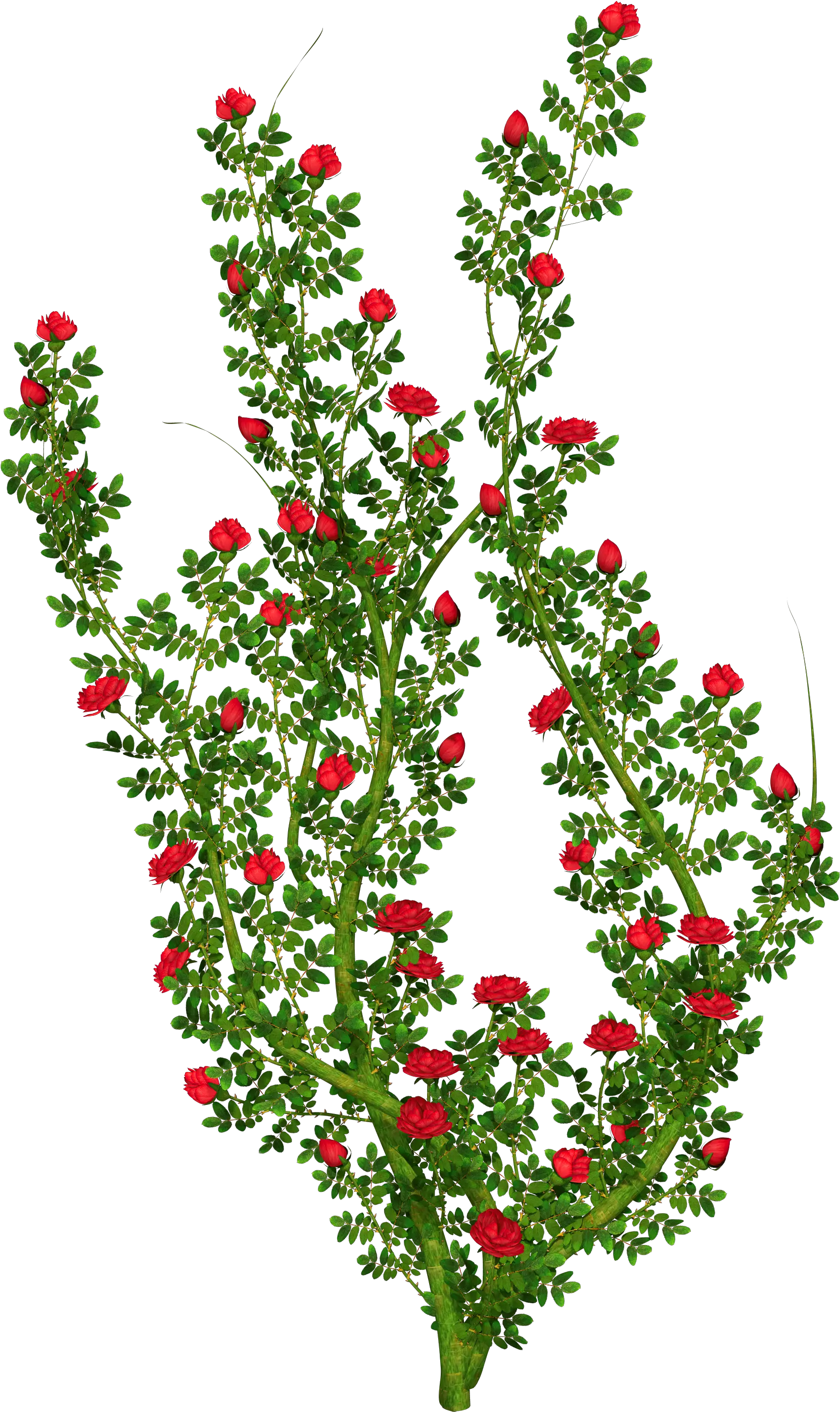 Bush Clipart Flower Transparent Free For Transparent Background Rose Bush Clipart Png Shrub Transparent Background