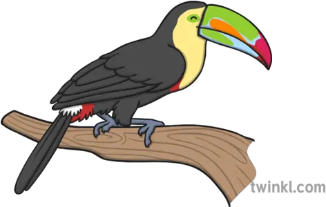 Keel Billed Toucan Illustration Twinkl Toucan Twinkl Png Toucan Png