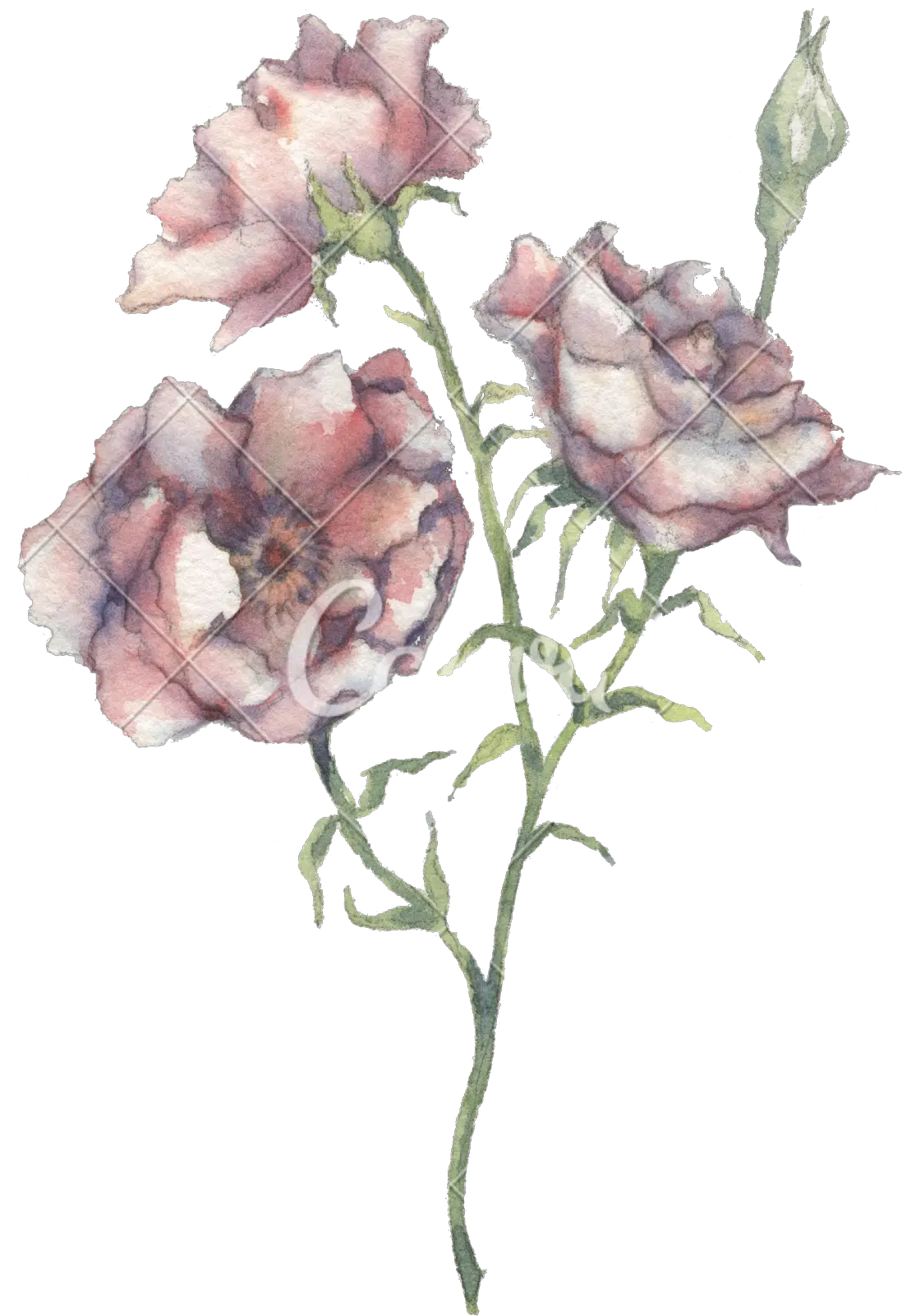 Wild Flowers Watercolor Photos By Canva Garden Roses Png Wild Flowers Png