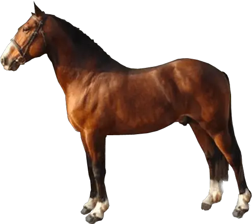 Brown Race Horse Transparent Image Hunters Light Stallion Png Horse Transparent