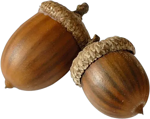 Acorn Png Image Gourd Acorn Transparent Background