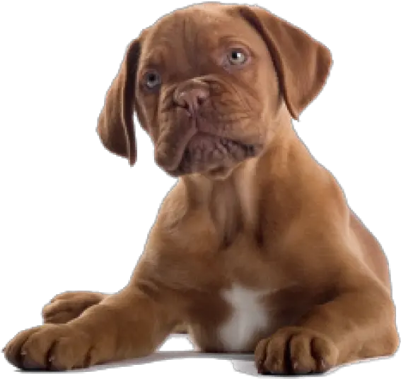 Dog Clipart Png Transparent Background Puppy Mastiff Puppy Clipart Png