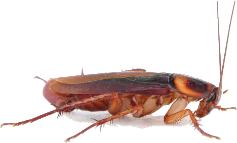 Roach Png 5 Image Transparent Background Cockroach Png Roach Png