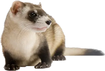 Download Free Png Ferret File Transparent Background Ferret Png Ferret Png