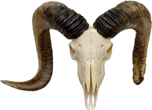 Goat Horns Png 2 Image Horn Goat Transparent Background