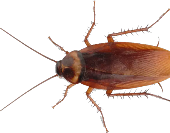 Download Diy Pest Control Cockroach Cockroach Png Free Download Cockroach Transparent