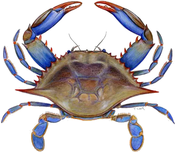 Png Images Transparent Free Download Transparent Background Crab Png Crab Transparent