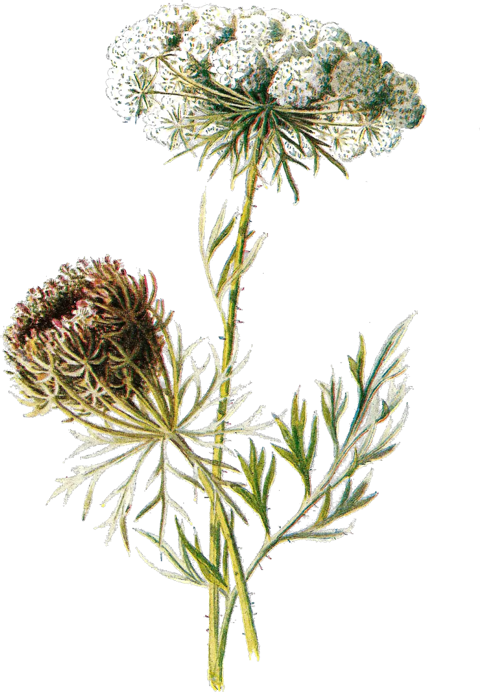 Wildflower Vector Illustration Png Vintage Botanical Illustrations Transparent Background Wildflower Png
