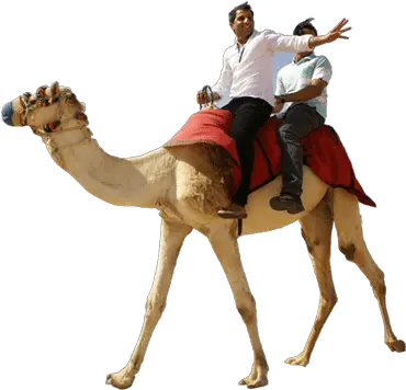 Camel Ride Casela Mauritius Taxi Camels Png Camel Png